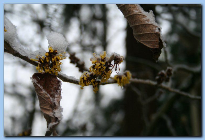 Arnhem Snow 055